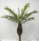 Phoenix Palm
